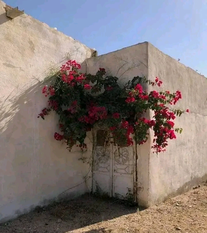 Flowers 2 3